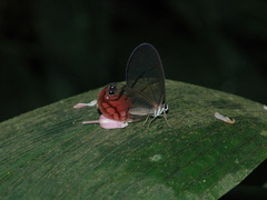 Cithaerias pireta