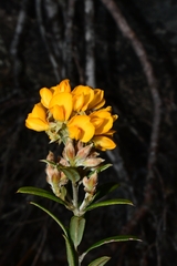 Oxylobium ellipticum