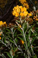 Oxylobium ellipticum