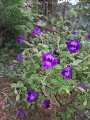 Torenia