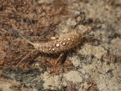 Lepismatidae