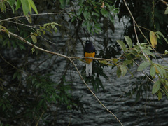 Trogon chionurus