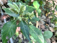 Lepidagathis formosensis