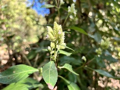 Lepidagathis formosensis