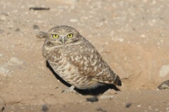 Athene cunicularia hypugaea