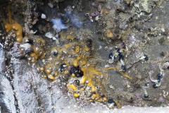 Hymeniacidon perlevis