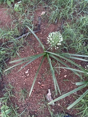 Albuca seineri
