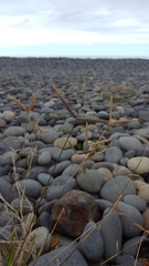 Dactyloctenium australe