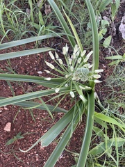 Albuca seineri