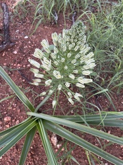 Albuca seineri