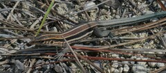 Pholidoscelis auberi