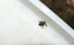Saitis variegatus