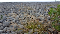 Dactyloctenium australe