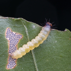 Psilocorsis reflexella