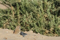 Xerospermophilus tereticaudus