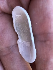 Barbatia
