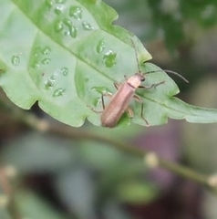 Cantharis rufa