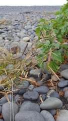 Dactyloctenium australe