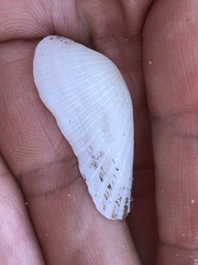 Barbatia