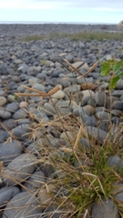 Dactyloctenium australe