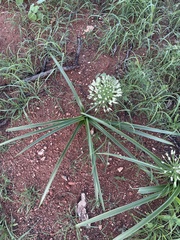 Albuca seineri