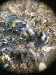 Leptochidium albociliatum