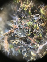 Leptochidium albociliatum