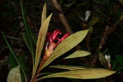 Telopea truncata