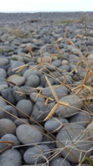 Dactyloctenium australe