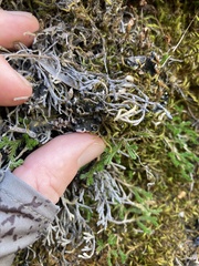 Leptochidium albociliatum