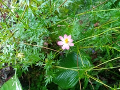 Cosmos caudatus
