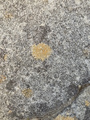 Polycauliona luteominia luteominia