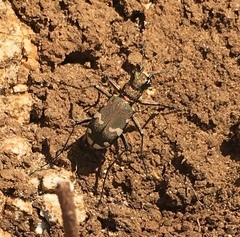 Cicindela sylvicola