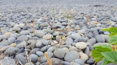 Dactyloctenium australe