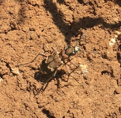 Cicindela sylvicola