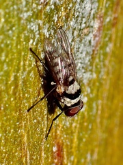 Anthomyia vicarians