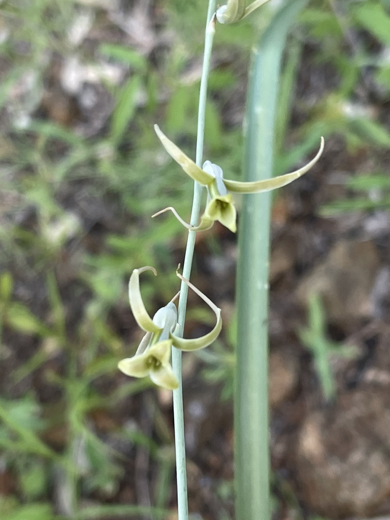Mopane Daintybells