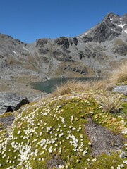 Dracophyllum muscoides