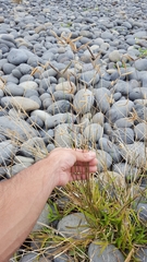 Dactyloctenium australe