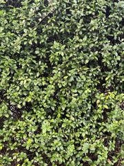 Jasminum multiflorum