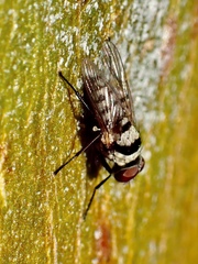 Anthomyia vicarians