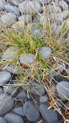 Dactyloctenium australe