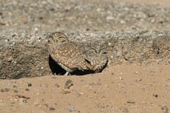 Athene cunicularia hypugaea