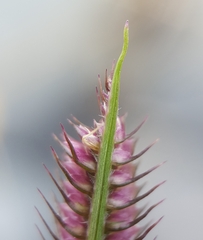 Dactyloctenium australe