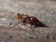 Diparidae