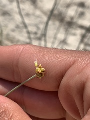 Eriogonum novonudum