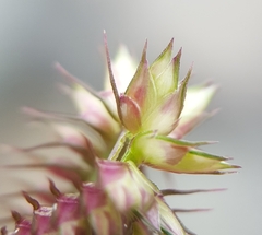 Dactyloctenium australe