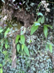 Eupatorium tashiroi
