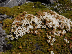 Dracophyllum muscoides