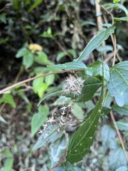 Eupatorium tashiroi